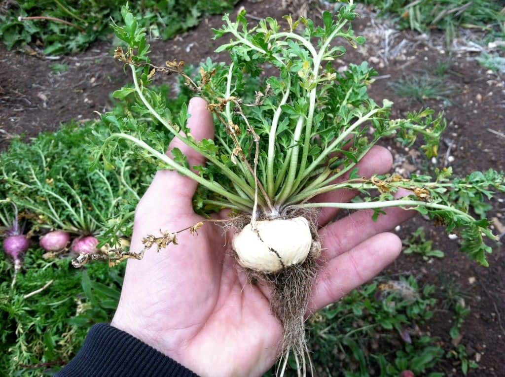 founder zach adelman holds fresh maca root