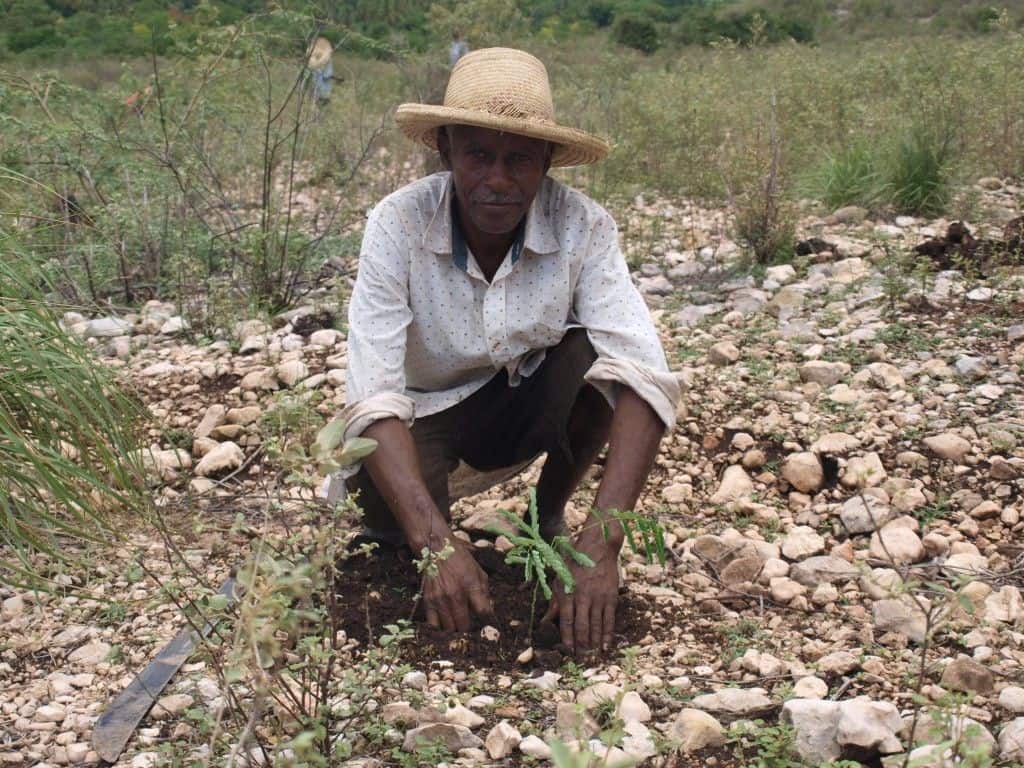 Member of Smallholder Farmer’s Alliance plants a moringa tree in Gonaives, Haiti. Photo by: Smallholder Farmers Alliance