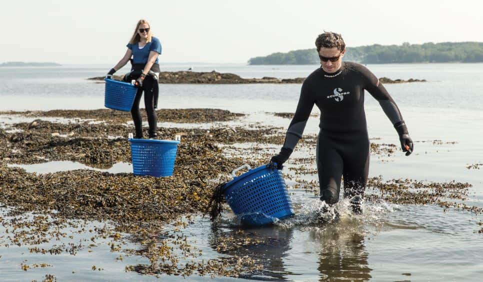 Seaweed_Harvest