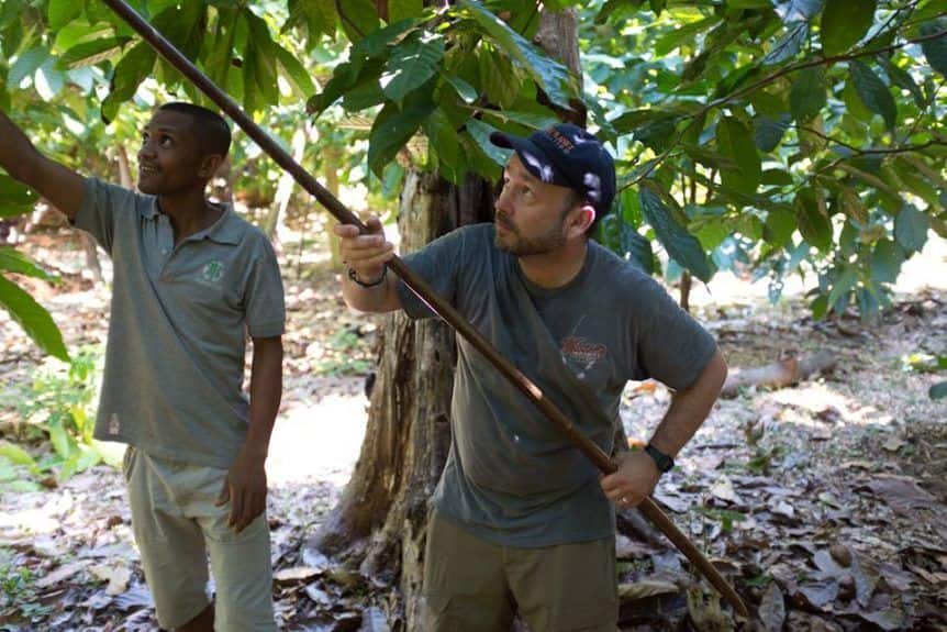 cacao harvest