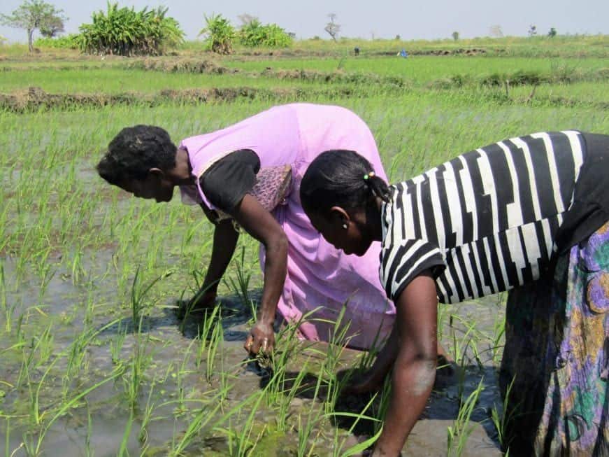 two women farmers in their field