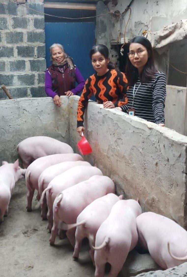three woman and a stall of pigs in Vietnam
